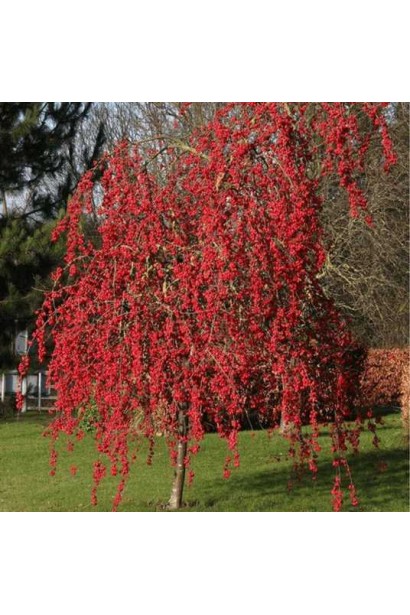 Malus domestica Red Sentinel